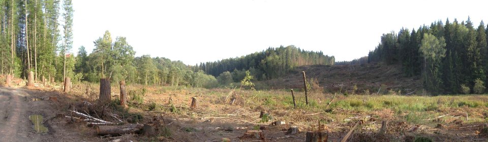 После вырубки леса на участке между Клушино и Менделеево